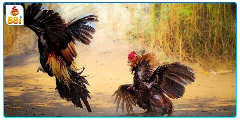 Áp dụng kinh nghiệm quan sát phản ứng chiến kê khi luyện tập