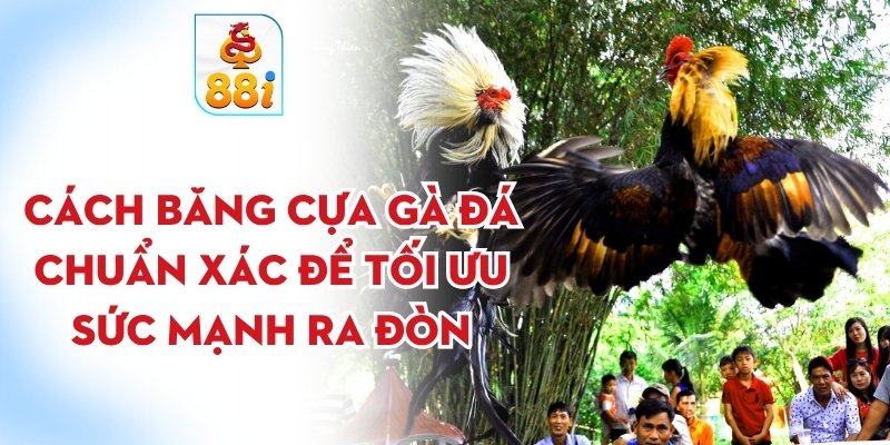 Cách băng cựa gà đá