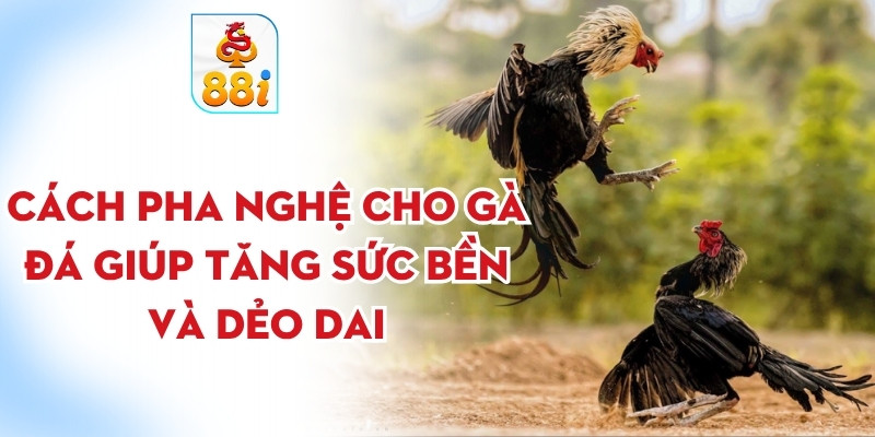 Cách pha nghệ cho gà đá